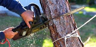 How Our Tree Care Process Works  in  Hooper, UT