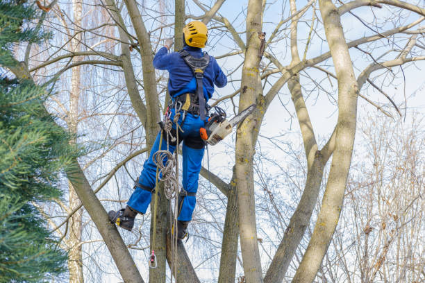 Best Tree and Shrub Care  in Hooper, UT