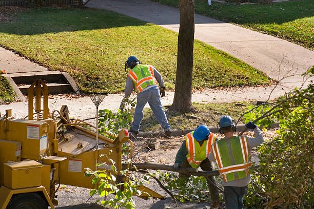 Best Hazardous Tree Removal  in Hooper, UT