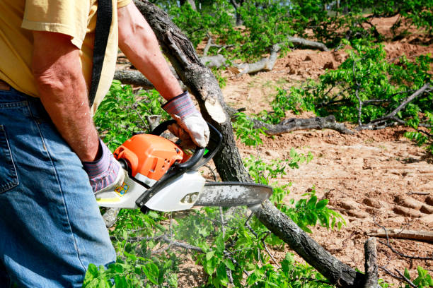 Best Root Management and Removal  in Hooper, UT